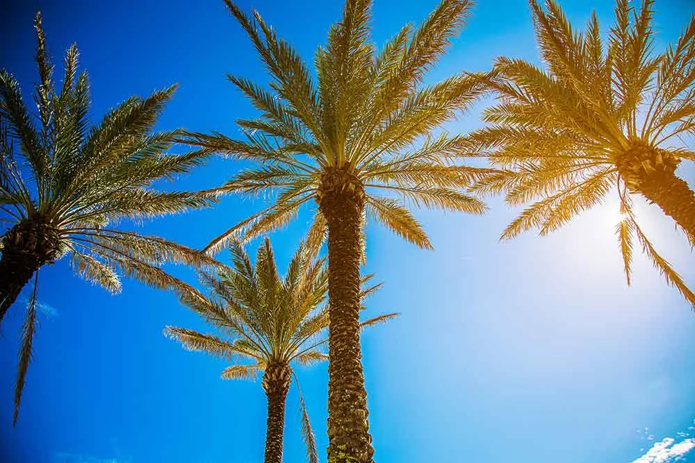 AdobeStock_165493312 palm trees in Florida